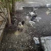 مرغ خروس زینتی|حیوانات مزرعه|جلفا, |دیوار