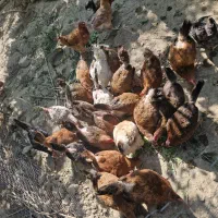 مرغ گلپایگانی تخم گذار