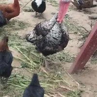 بوقلمون