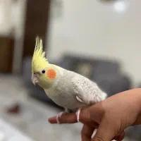 عروس هلندی نر