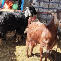 ابستن سنگین و بز شیری و بره