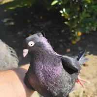 کبوتر زاغ آبادانی