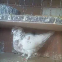 کفتر های خوب