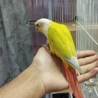 گرینچیک سانچیک ماده