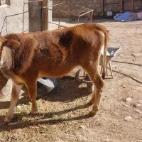 گوساله ماده|حیوانات مزرعه|کارزان, |دیوار