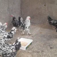 مرغ گلین|حیوانات مزرعه|لاران, |دیوار