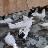 کبوتر|پرنده|فولادشهر, مسکن مهر فولادشهر|دیوار
