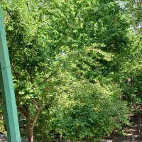 اجاره روزانه باغ درابرده فضای دل نشین سرسبز