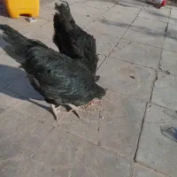 2عددمرغ ایام سمانی.تخم گذاز.|حیوانات مزرعه|رفسنجان, |دیوار