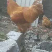 جوجه برهما طلایی ۸روزه نژادلوکس و۲عددجوجه غاز ۴روز