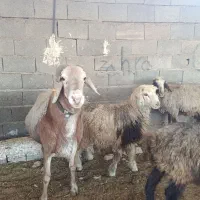گوسفند فروشی