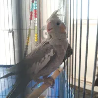 عروس هلندی نر وماده|پرنده|پاکدشت, حصار امیر|دیوار