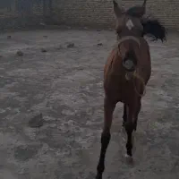 اسب|اسب و تجهیزات اسب‌سواری|ملایر, |دیوار