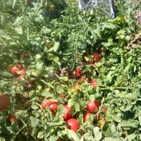 چند تا کارگر برای گوجه چینی