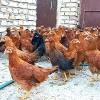 نیمچه مرغ اصل گلپایگانی اصلاح نژاد تخمگذار|حیوانات مزرعه|کاشان, خرمدشت|دیوار