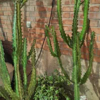 کاکتوس گل و گلدان