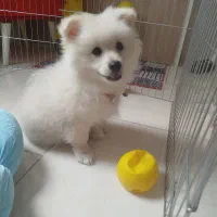 سگ پامر  خرسی مینیاتوری  کوچولو همراه وسایلش