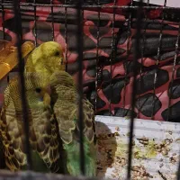 مرغ عشق بالغ با دوتا جوجه|پرنده|گرگان, |دیوار