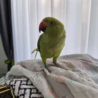 طوطی ملنگو نر|پرنده|جم, |دیوار