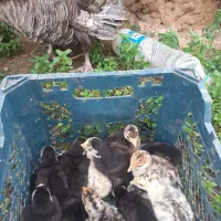 جوجه بوقلمون همراه مادر