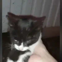 واگذاری یک بچه گربه سالم