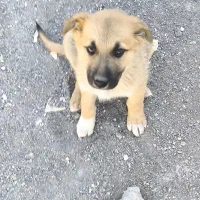 ت،وله دورگ ژرمن و مالینیوز