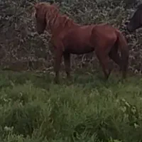 اسب گمشده به یابنده مژدگانی داده میشود|حیوانات|بندر انزلی, کلیور|دیوار