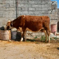 سه عدد گاو سمینتال قرمز جوان آبستن گاو صحرا|حیوانات مزرعه|نظر کهریزی, |دیوار