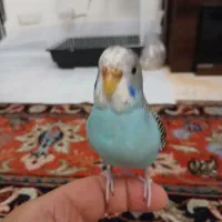 مرغ عشق جوجه