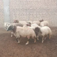 بره نر و ماده تکی و جمله موجود است