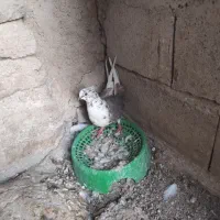 تعدادی کبوتر تهرانی و کاکلی ونقابی|پرنده|سرپل ذهاب, |دیوار
