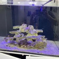 آکواریوم آب شور|ماهی|قم, دروازه ری|دیوار