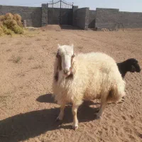 بره قوچی سنجابی