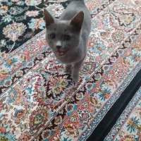 واگذاری گربه خونگی