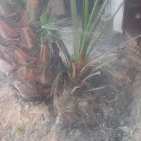 نخل برحی|گل و گیاه طبیعی|چمران, |دیوار