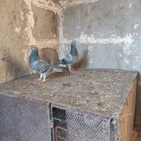 کبوتر مگس ضمانتی|پرنده|هامون, |دیوار