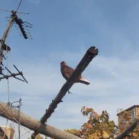 کبوتر|حیوانات|ارومیه, |دیوار