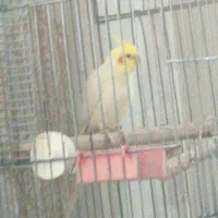 عروس هلندی گمشده شمیرانو سفیده