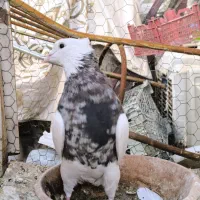 طوقی سرور چاپدار