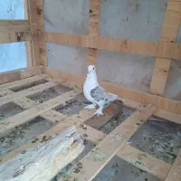 کبوتر|پرنده|شیراز, محراب|دیوار