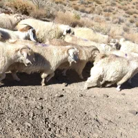 بز چاق فروشی دونه ای ۸ ملیون