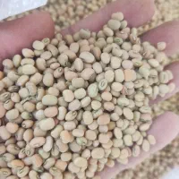 فروش لوبیا محلی