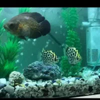 اکواریوم، گتوند، توافقی