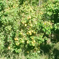 باغ-فروشی-در-رباط-سفید