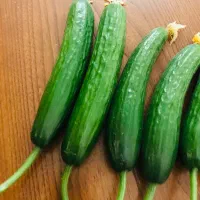 خیار گلخانه ای عمده مستقیم از باغ|خوردنی و آشامیدنی|تهران, هروی|دیوار