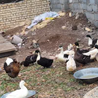 فروش اردک نرو ماده