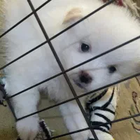 سگ فروشی|سگ|کاشان, راه آهن کاشان|دیوار