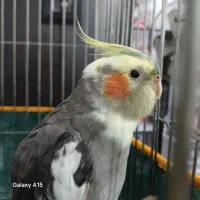 عروس هلندی سخنگو