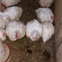 مرغ گوشتی اورکانیکی بدون واکسن