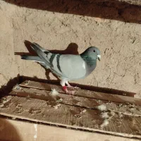 کبوتر|پرنده|دشتابی, |دیوار